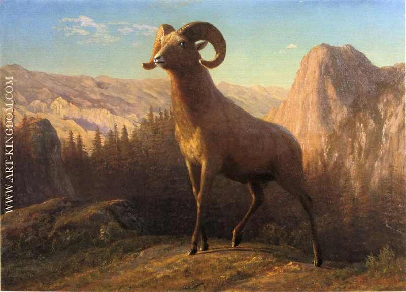 A Rocky Mountain Sheep Ovis Montana