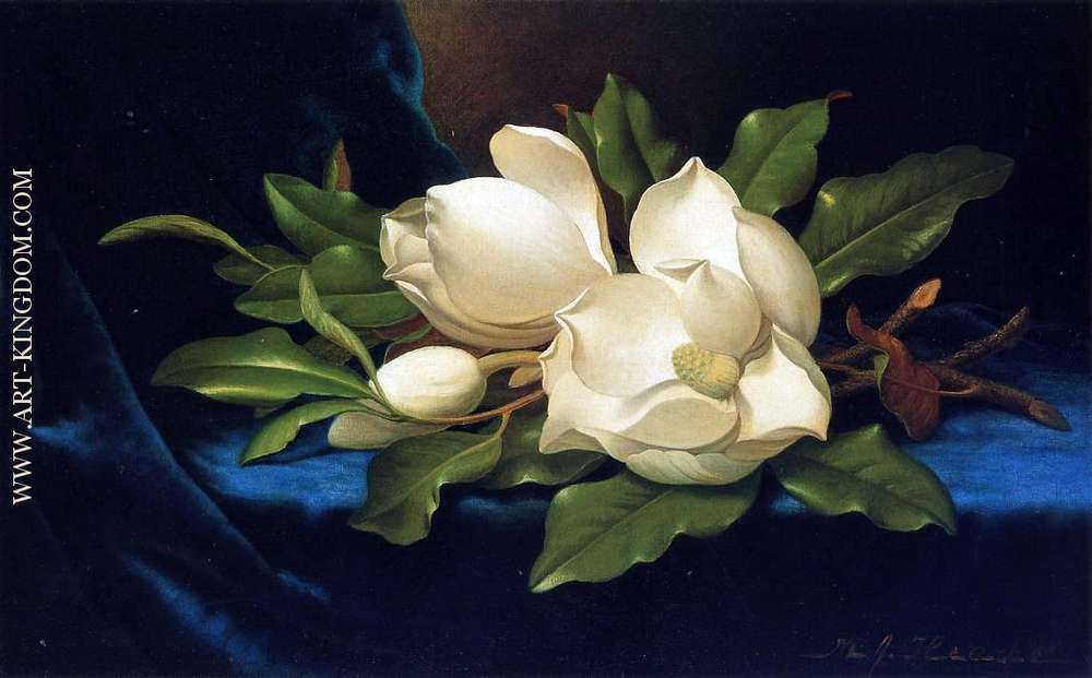 Giant Magnolias on a Blue Velvet Cloth