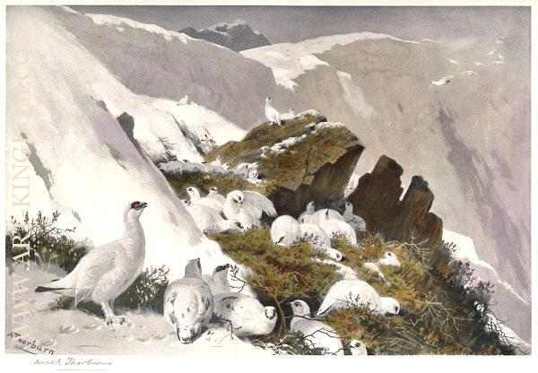 Ptarmigan on Snow Slip