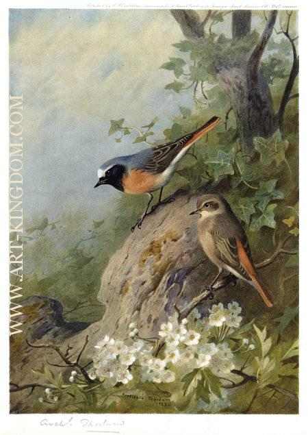 Cock and Hen Redstarts