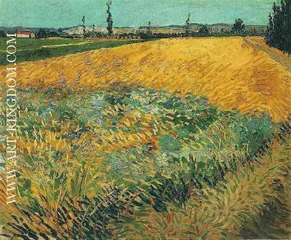 Wheat Field with the Alpilles Foothills in the Background