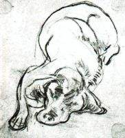 Perro VII 