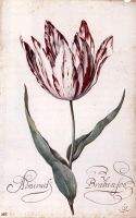 Tulip