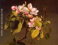 Apple Blossoms 