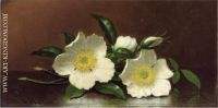 Two Cherokee Rose Blossoms on a Table also known as Cherokee Roses 