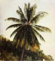 Palm Trees West Indies