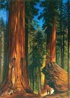 Redwood Forest