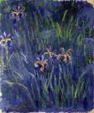 Irises 2