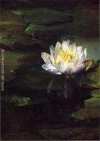 Water Lily Study from Nature