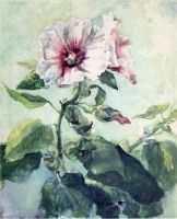 Study of Pink Hollyhock in Sunlight From Nature