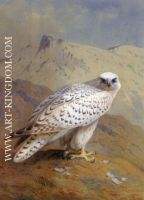 A Greenland or Gyr Falcon