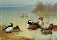 Buffel Headed Duck American Green Winged Teal And Hooded Merganser