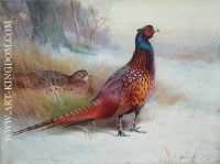 Old English Pheasant