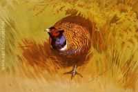 A Cock Pheasant