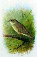 Reed Warbler