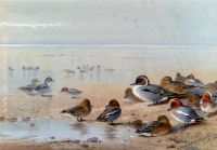 Pintail Teal And Wigeon On The Seashore