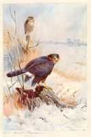 Sparrowhawk