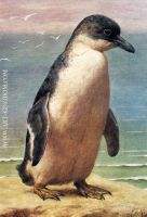 Study Of A Penguin