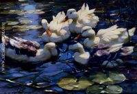 Five Ducks In A Pond