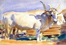 White Ox at Siena