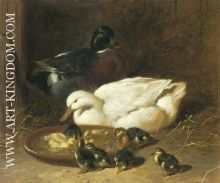 Duck And Duckings 1851