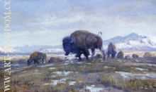 Buffalo Herd