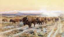 The Bison Trail