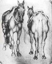 Horses