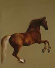 Whistlejacket